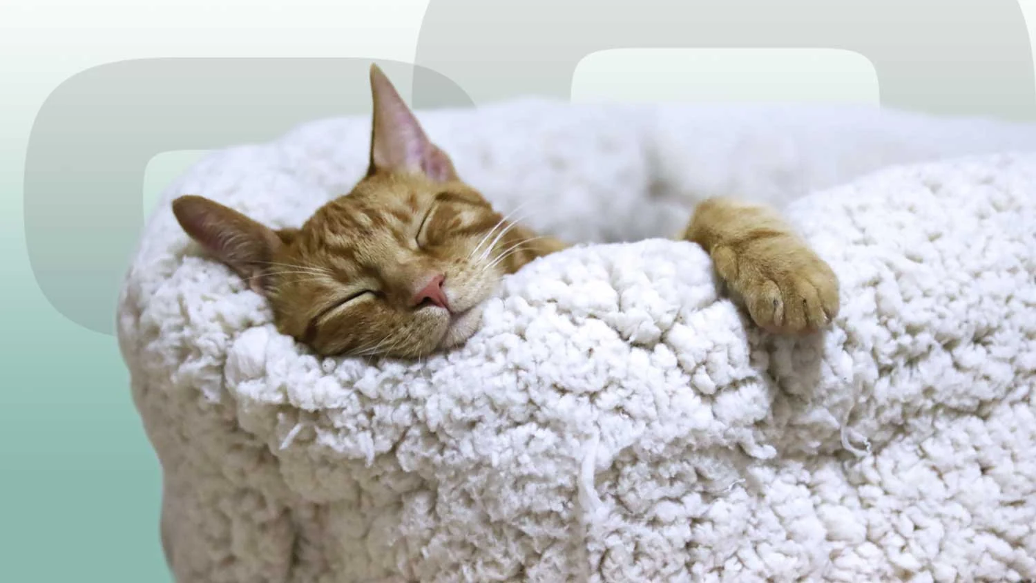 Composición de comunicación de Simba Pets con un gato dormido y formas del símbolo de la marca